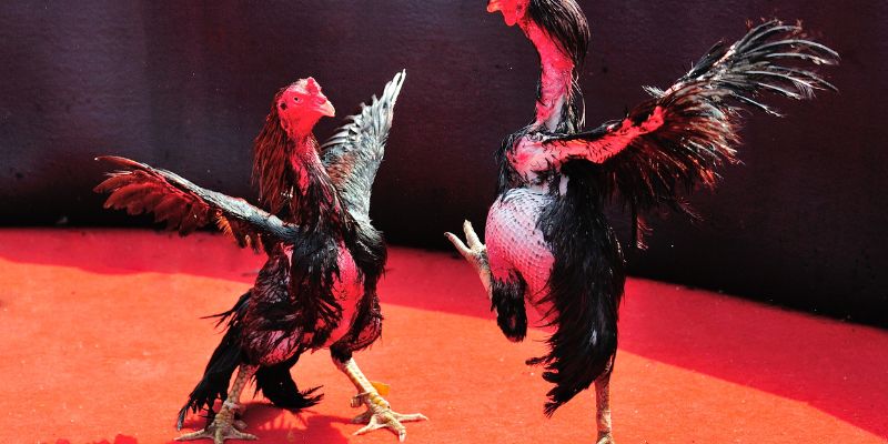 Đá gà TIC88 – Luật Chơi, Kinh Nghiệm Bắt Kèo và Mẹo Thắng Lớn 3 Mẹo chơi đá gà TIC88